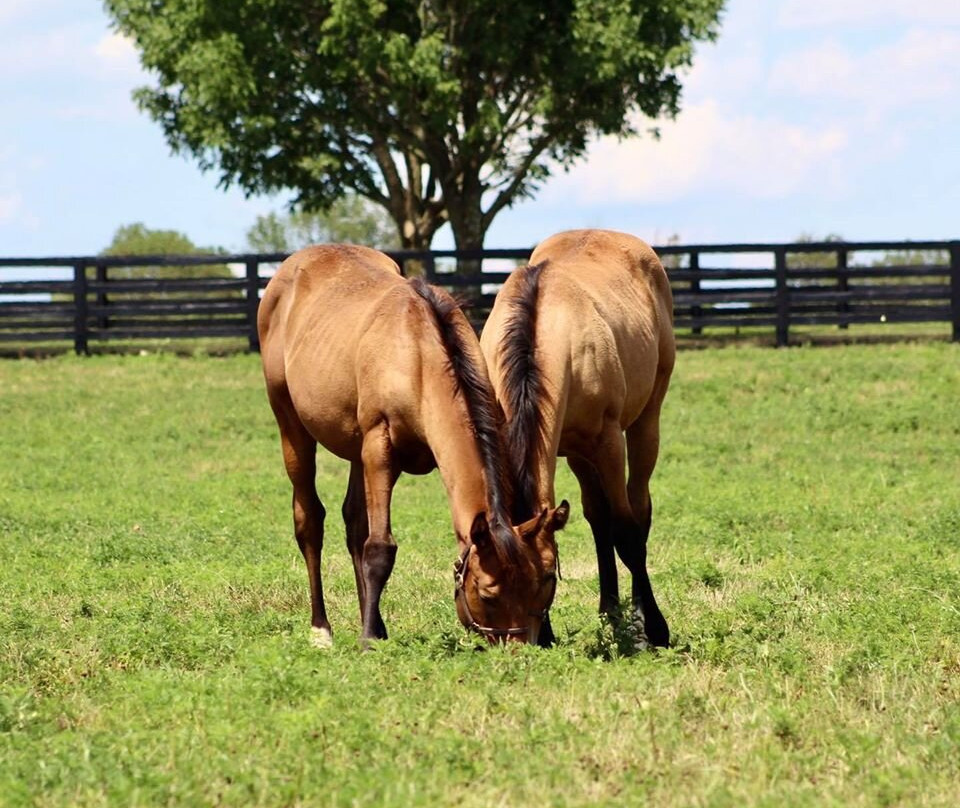 Denali Stud-Paris必去景点