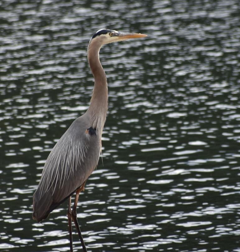 Curlew Lake State Park景点图片