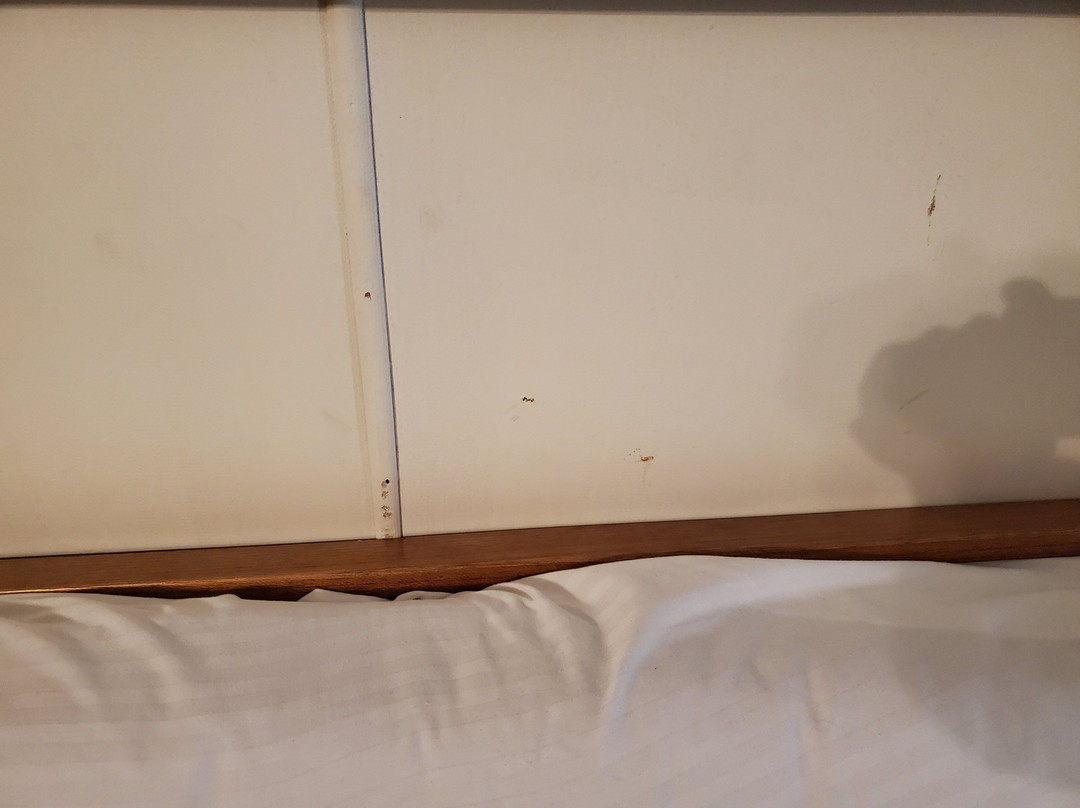 Daunt's Albatross主图