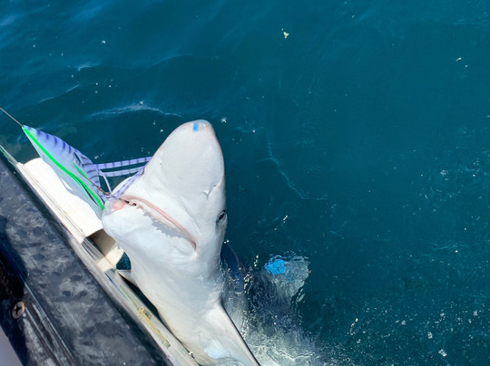 Plymouth Charters-普利茅斯必去景点