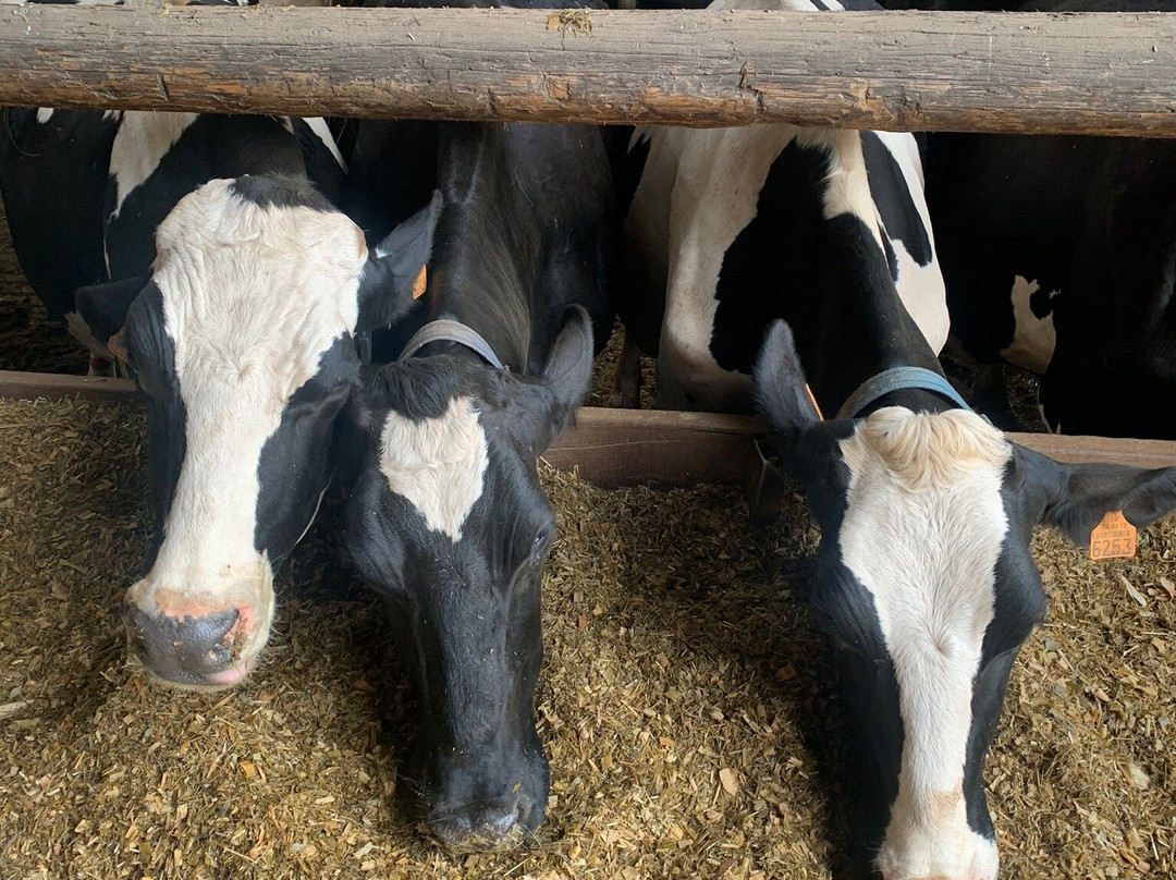 Ferme de la Marque景点图片