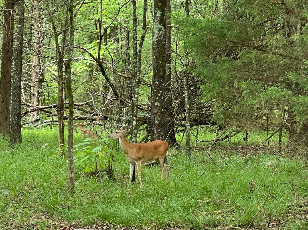 Lake Bob Sandlin State Park-Pittsburg必去景点
