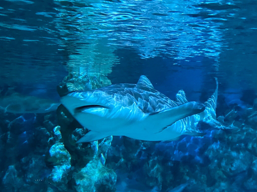 Erlebnispark Meeresaquarium景点图片