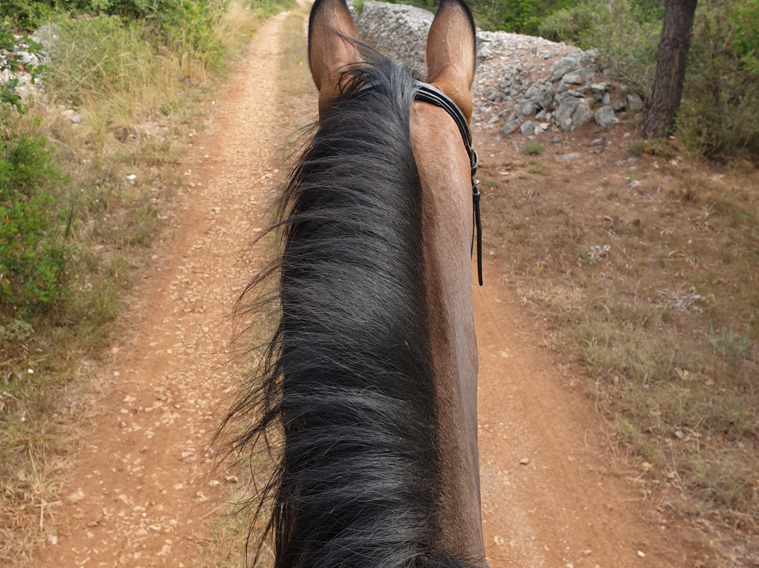 Horseback Riding Zadar- Konjicki klub Zadar景点图片