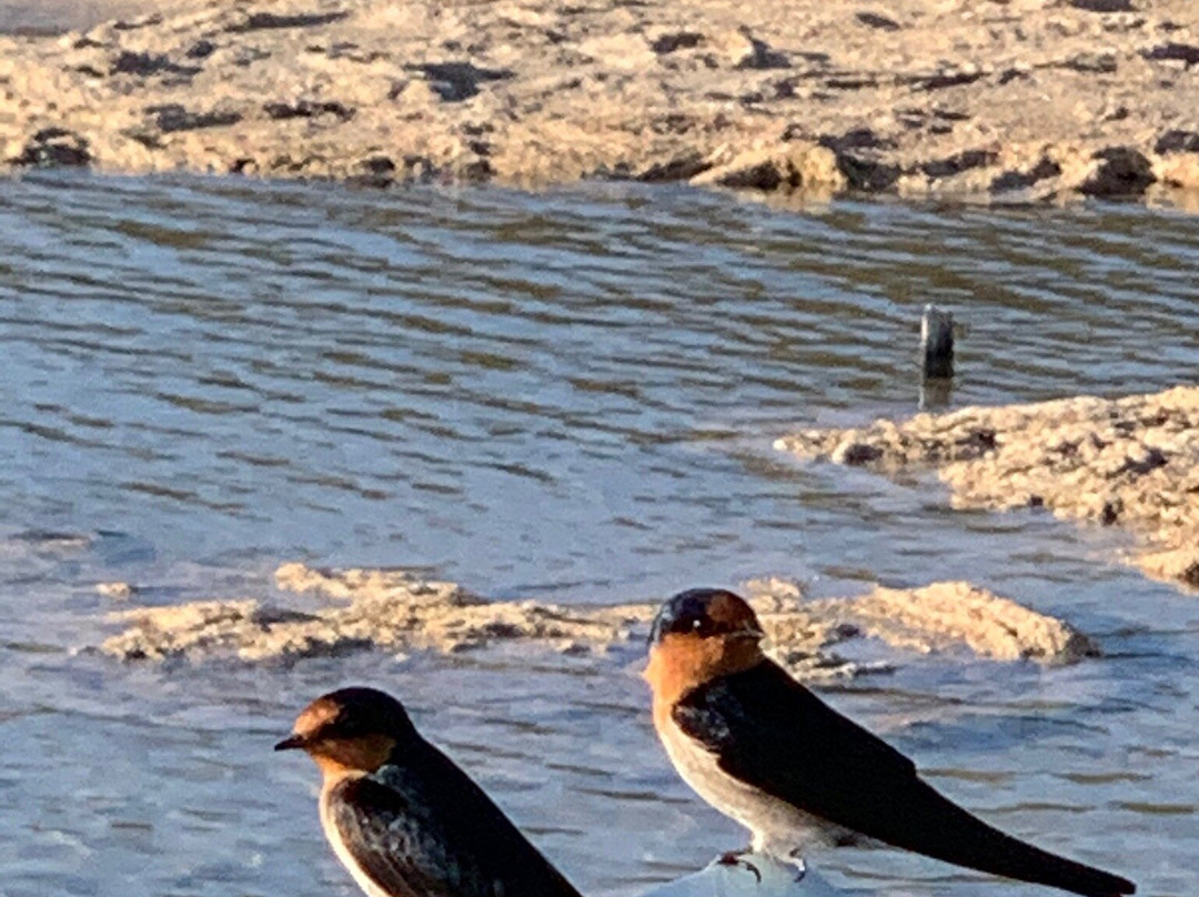 Yalgorup National Park-曼杜拉必去景点