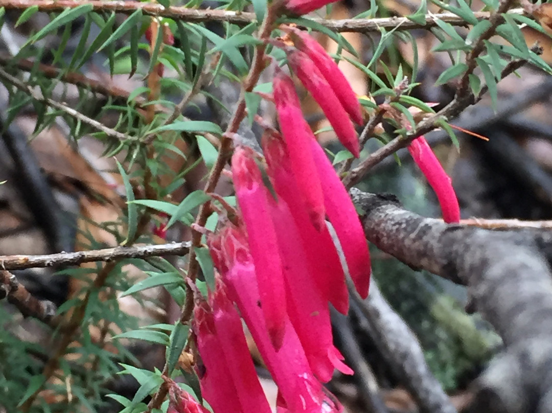 Youngs Creek Falls-Orbost必去景点