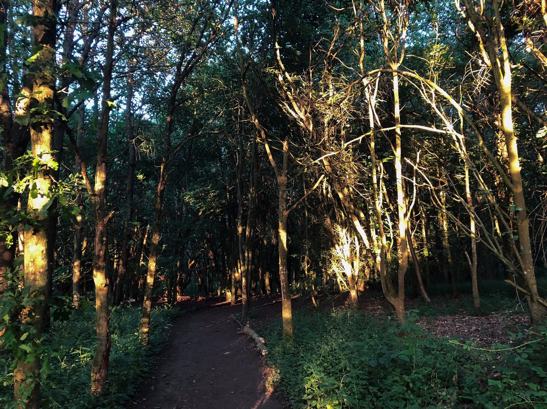 Linslade Wood景点图片