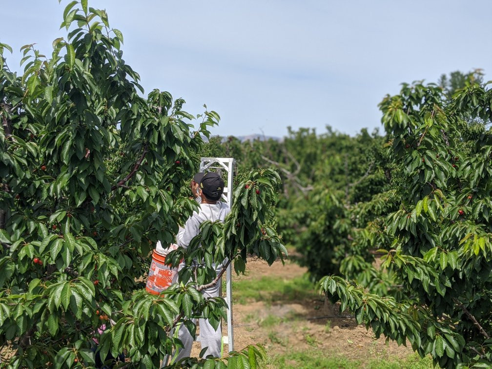 Mike's U-pick Cherries-Brentwood必去景点