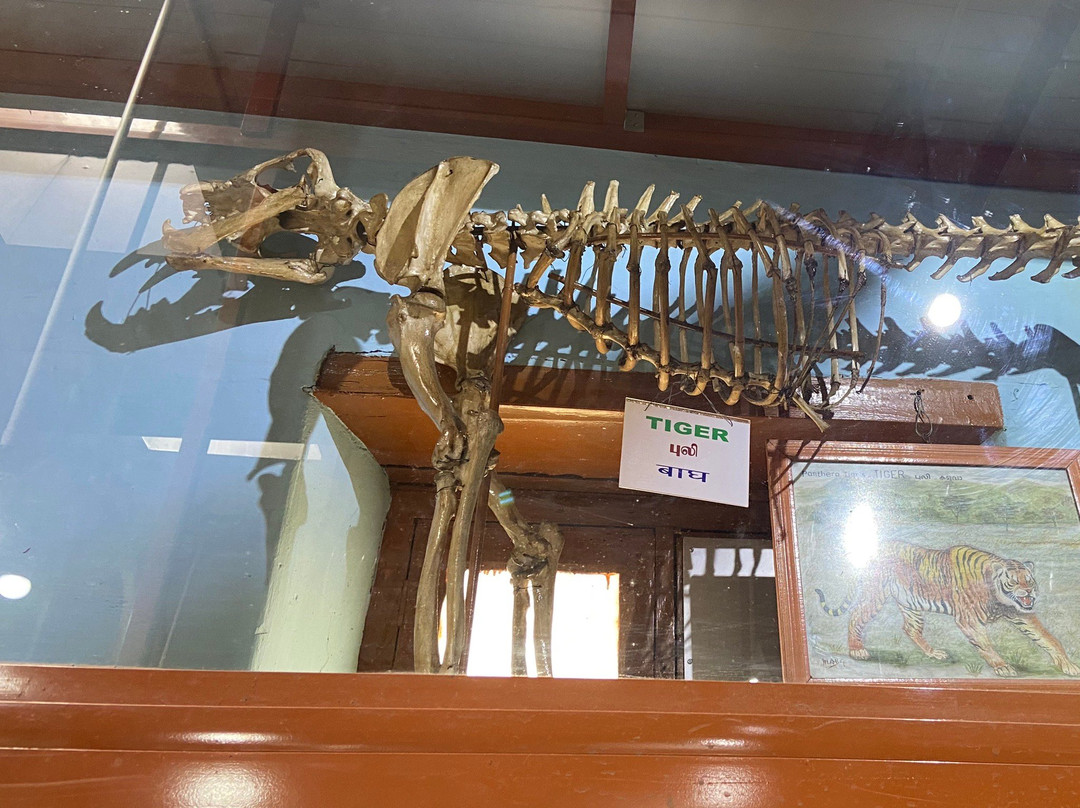 Shembaganur Museum of Natural History景点图片