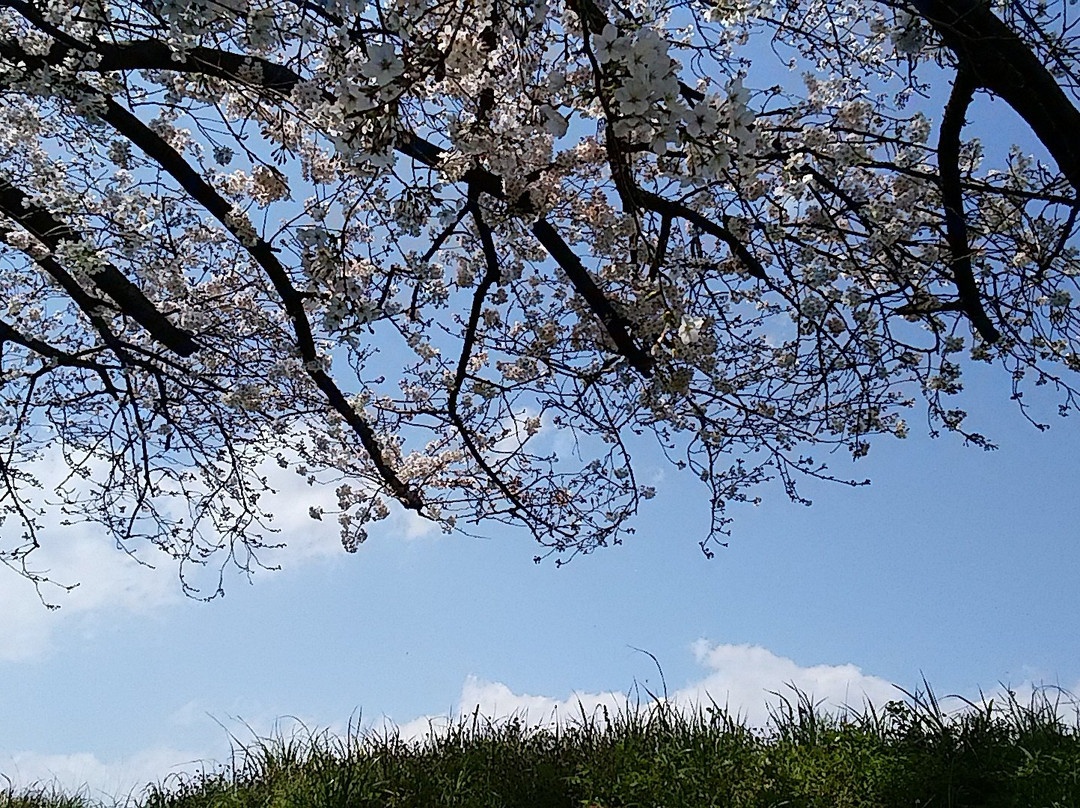 Kaizogawa Riverbank景点图片