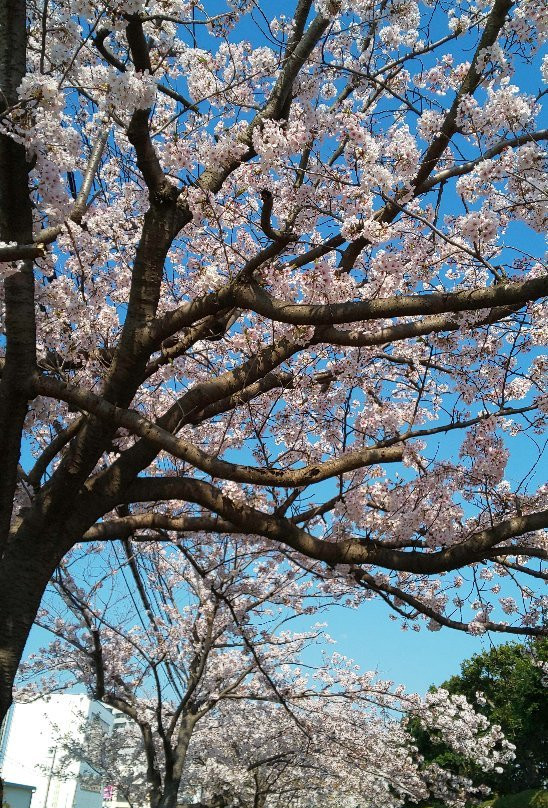 Chuo Park景点图片