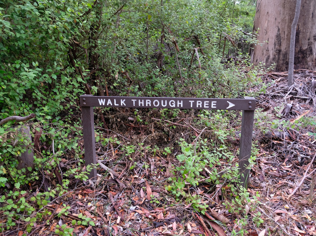 Greater Beedelup National Park-彭伯顿必去景点