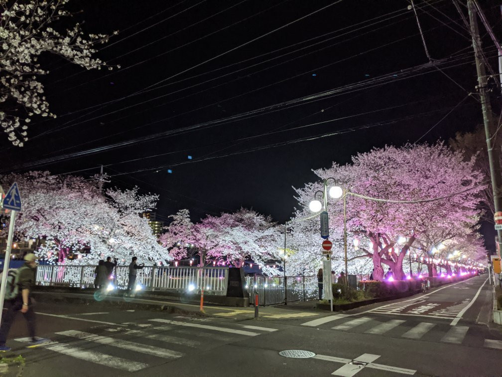 Misawa River Cherry Blossoms-稻城市必去景点