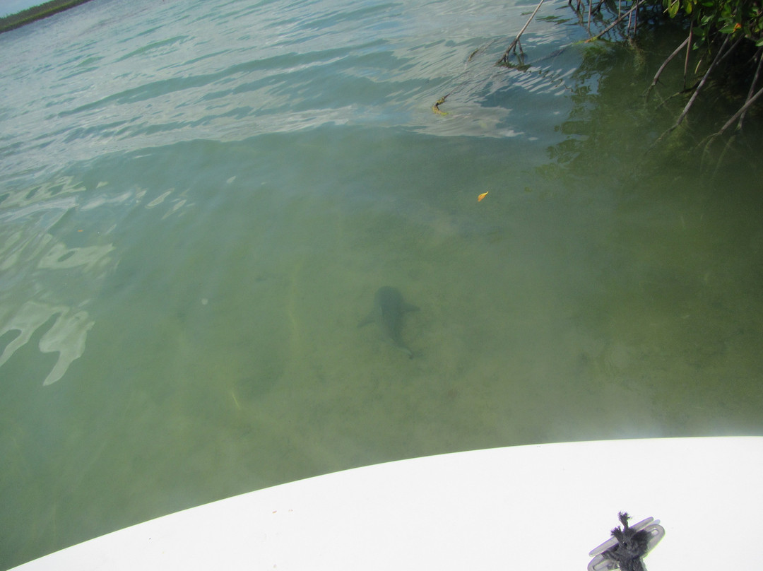 Bonefish Bradley Fishing Chartes-Andros必去景点