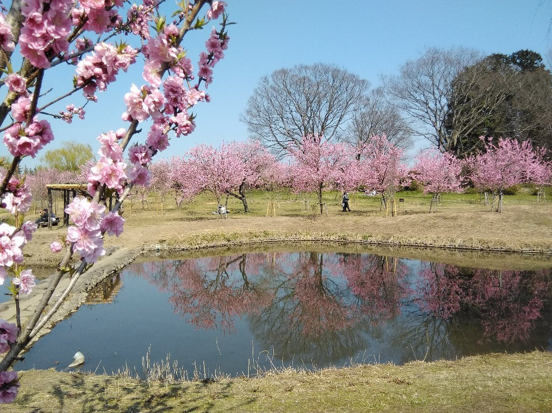 Koga Kubo Park-古河市必去景点