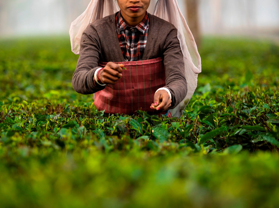 Baradighi The Bungalow主图