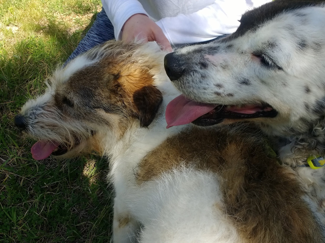 Kyrenia Animal Rescue-克利尼亚必去景点