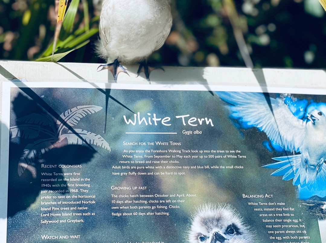 Lord Howe Island Walking Trails-豪勋爵群岛必去景点