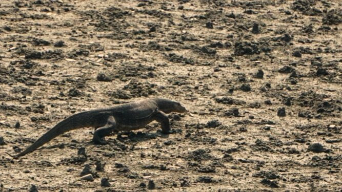 Sundarban Nature Club-Sundarban必去景点