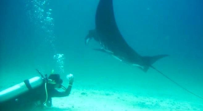 Manta Sandy-四王岛必去景点