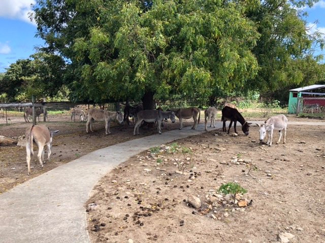 Antigua & Barbuda Humane Society-Saint Paul Parish必去景点