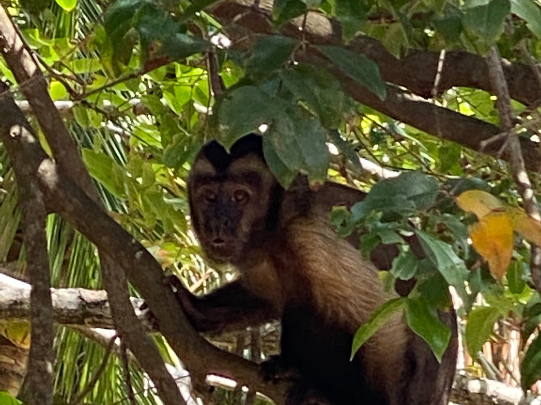 Ilet la Mere-卡宴必去景点