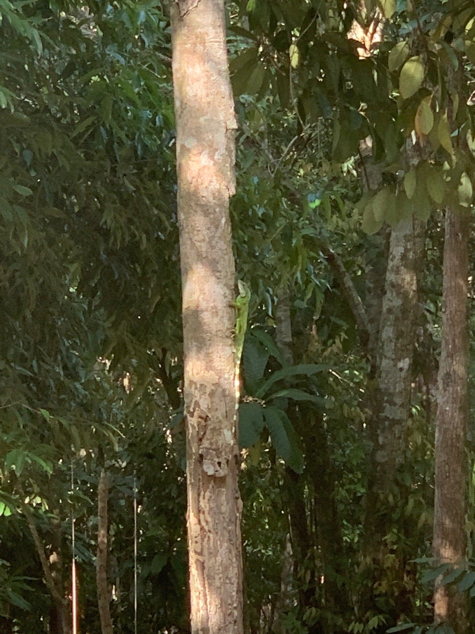 Sweet Jungle Bungalows-官方