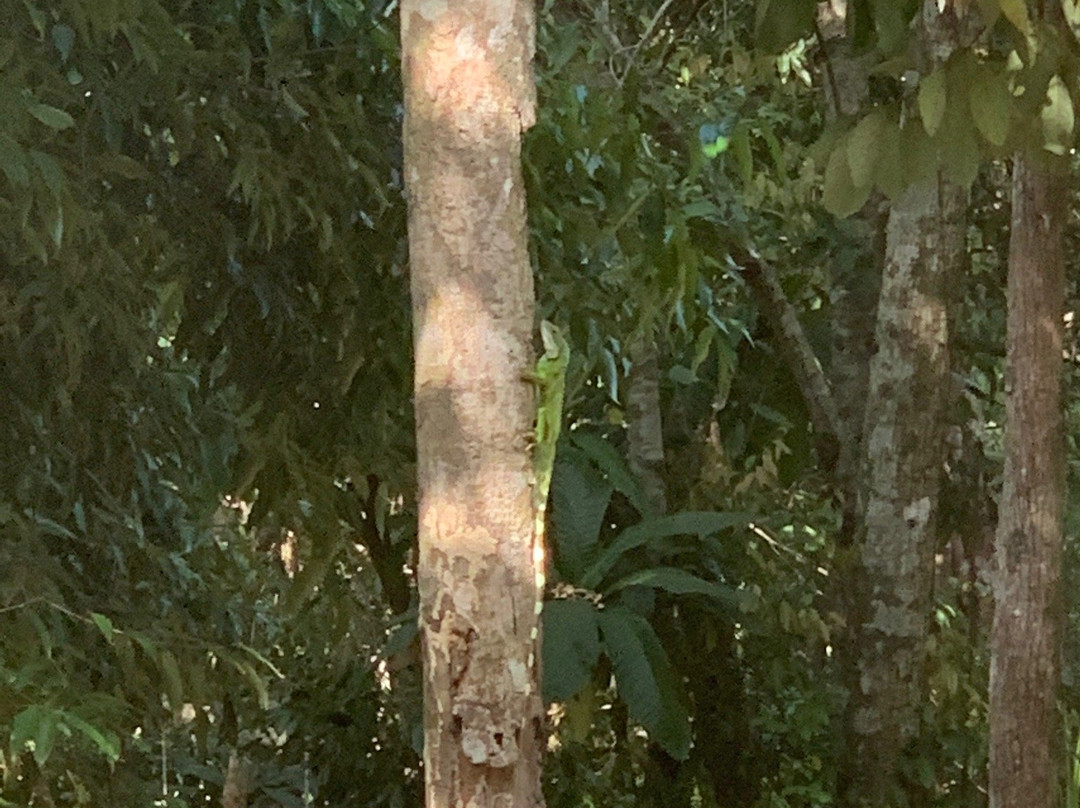 Sweet Jungle Bungalows主图