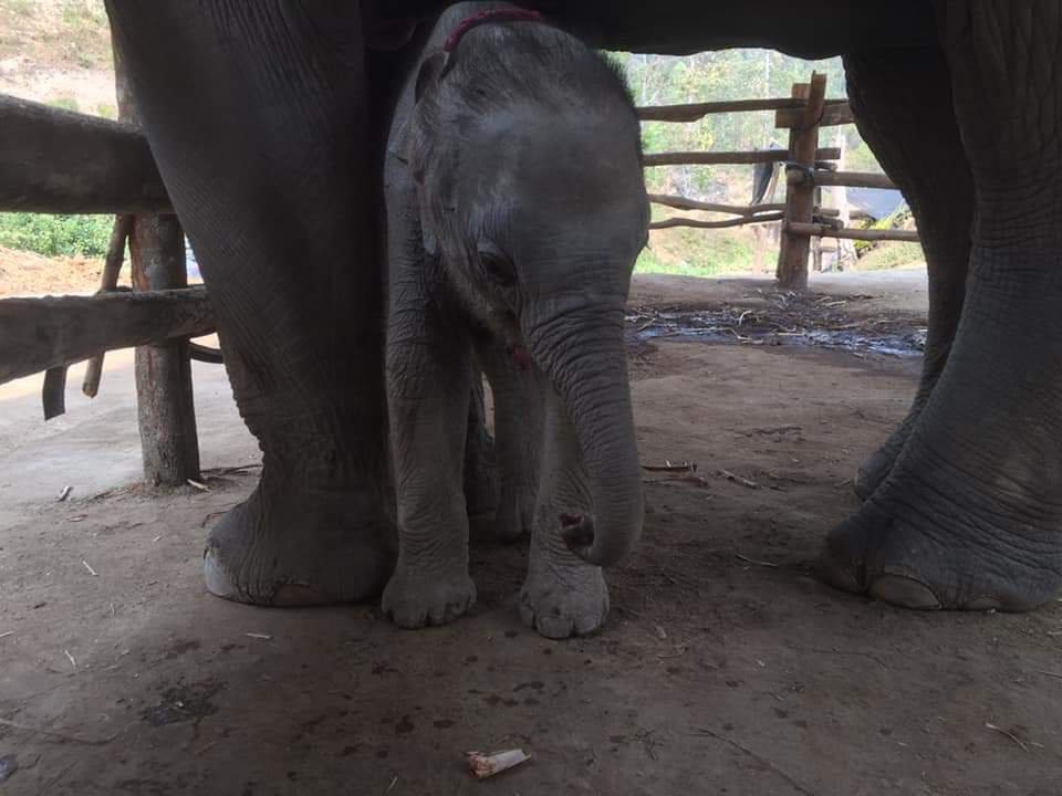 Elephant Care & Grand Canyon Jumping-清迈必去景点