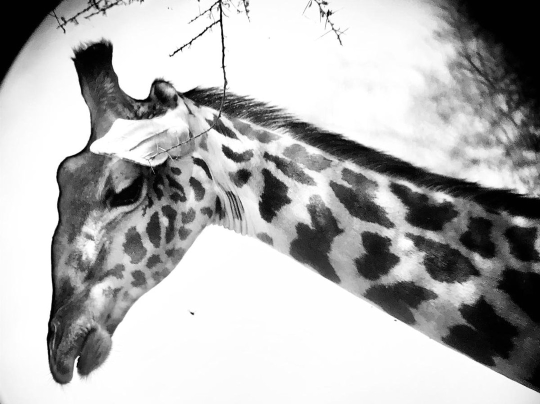 Monarch Safari Guides - Day Tours-阿鲁沙必去景点