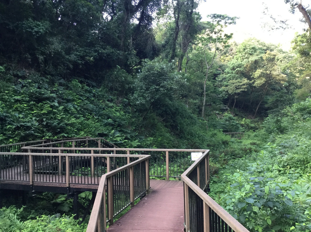 Koajiro Forest-三浦市必去景点