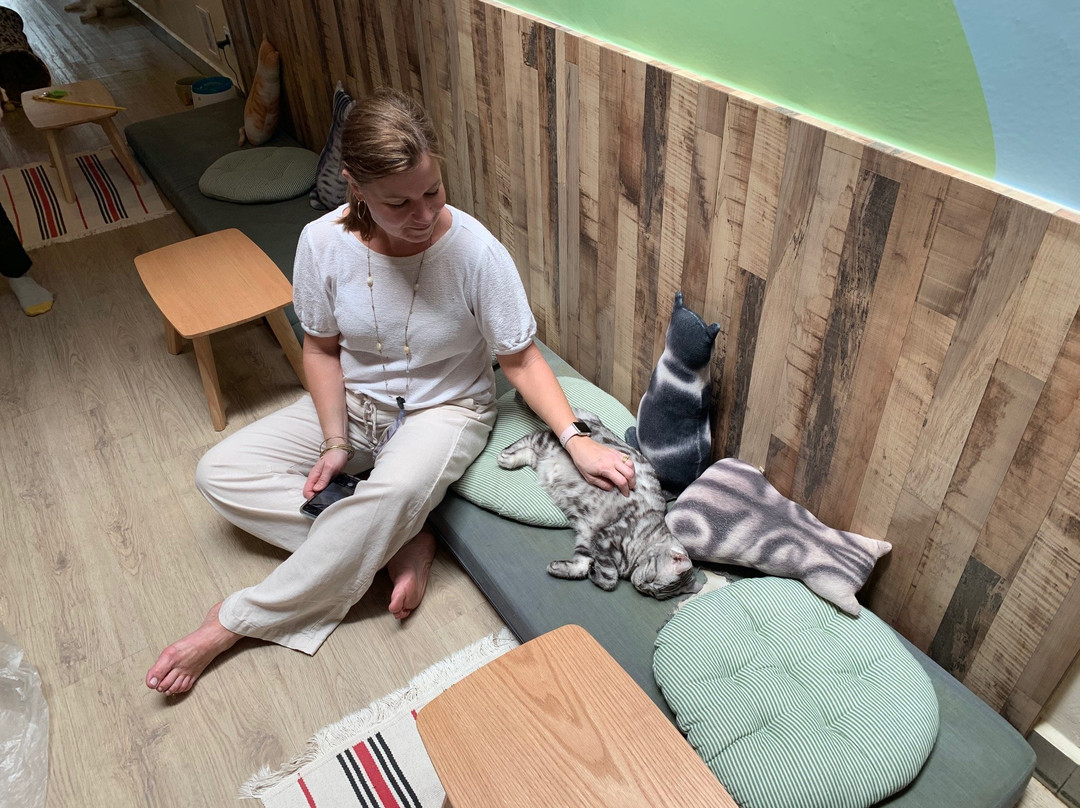 Meomi Cat Café-新加坡必去景点
