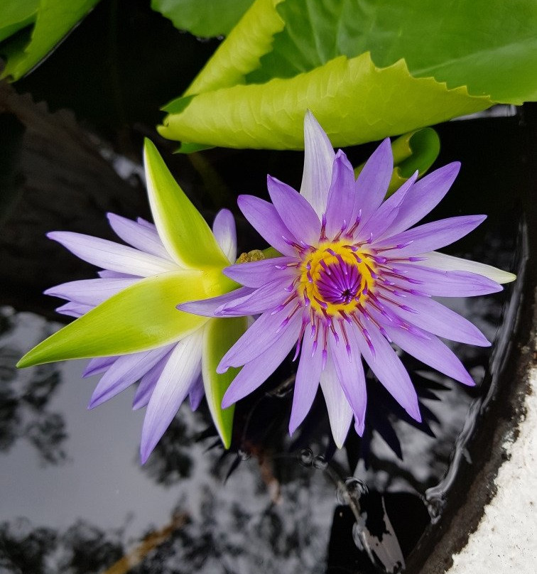 Annie's at the Beach-棕榈湾必去景点