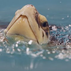 Sea Turtle Recovery景点图片