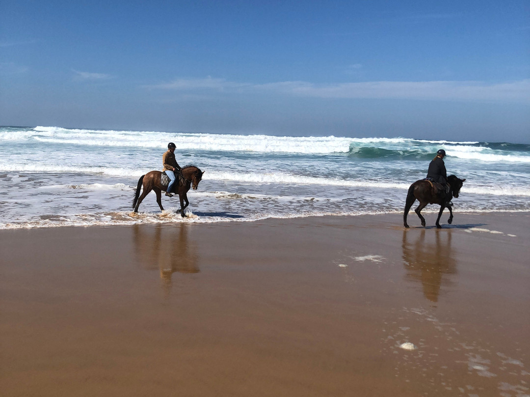 Horses in the Sun景点图片