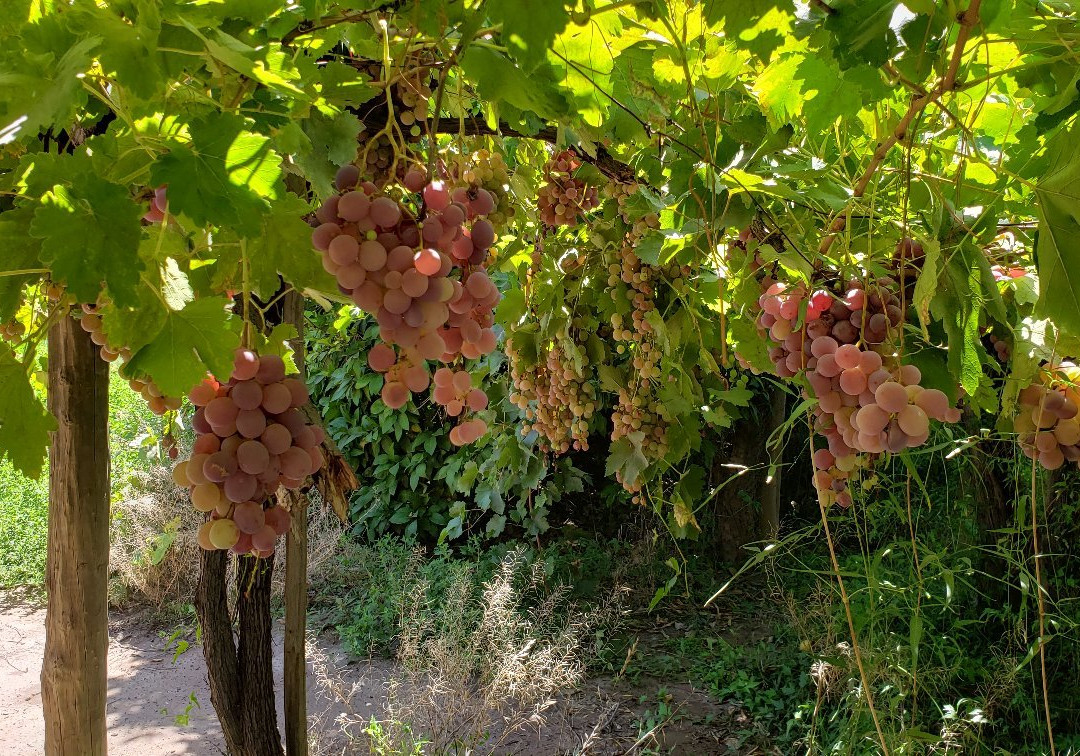 Rio Bike Park-路冉得库约必去景点