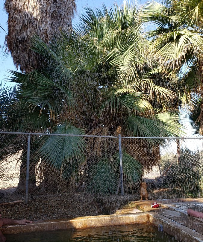 Holtville Hot Spring景点图片