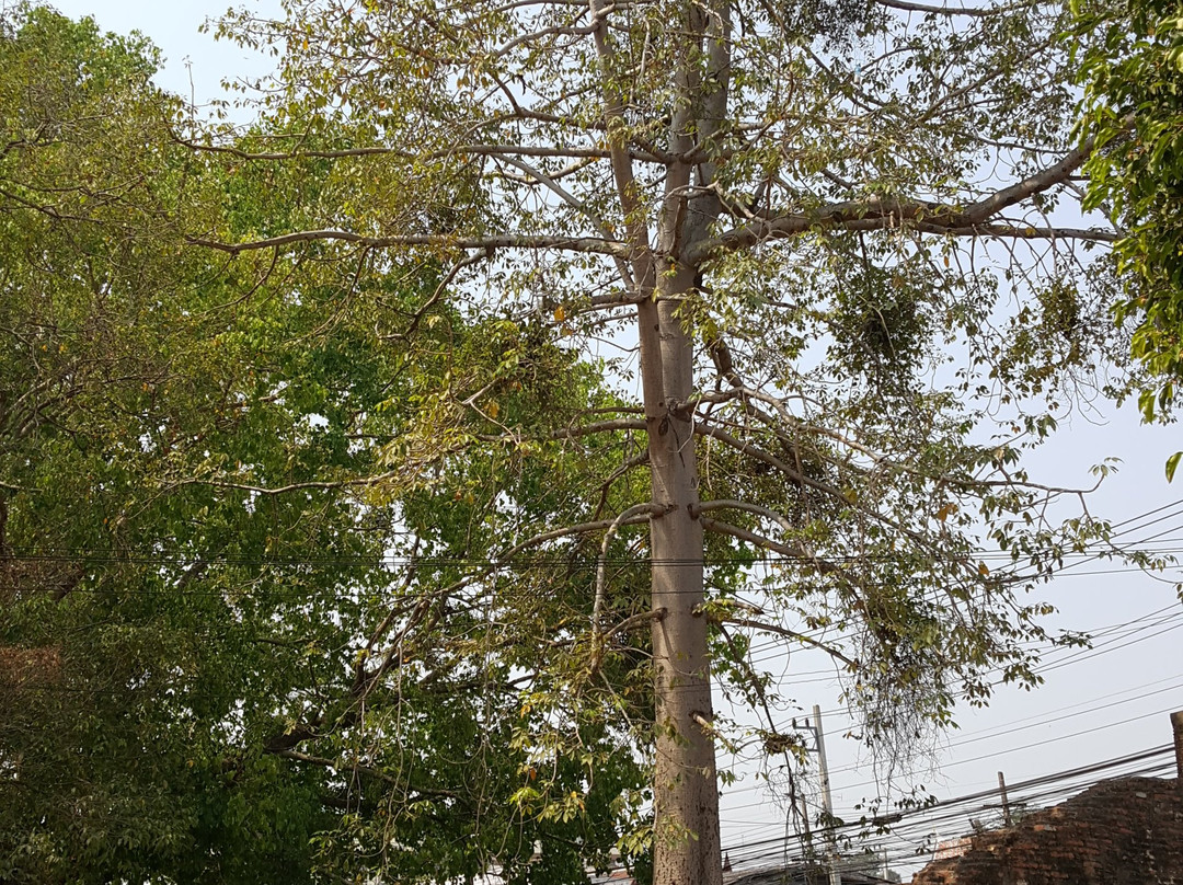 Wat Rat Praditthan-大城必去景点