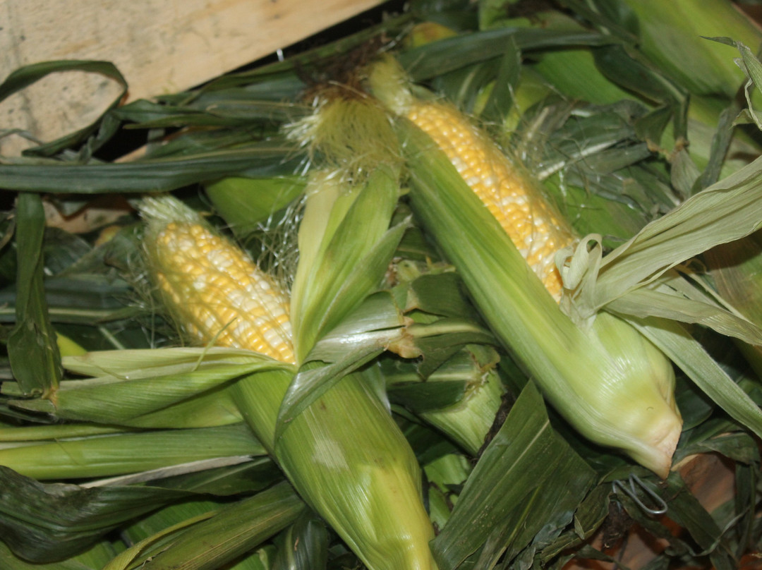 Dorr Farms-Gable必去景点
