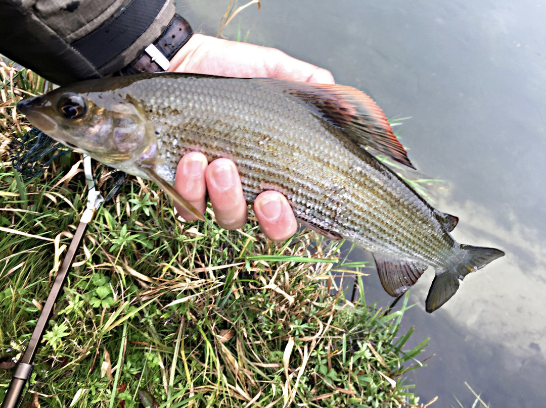 Boatfield Fly Fishing景点图片
