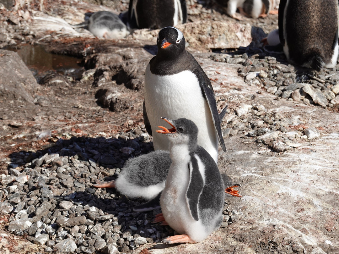 New Bransfield House-Port Lockroy必去景点