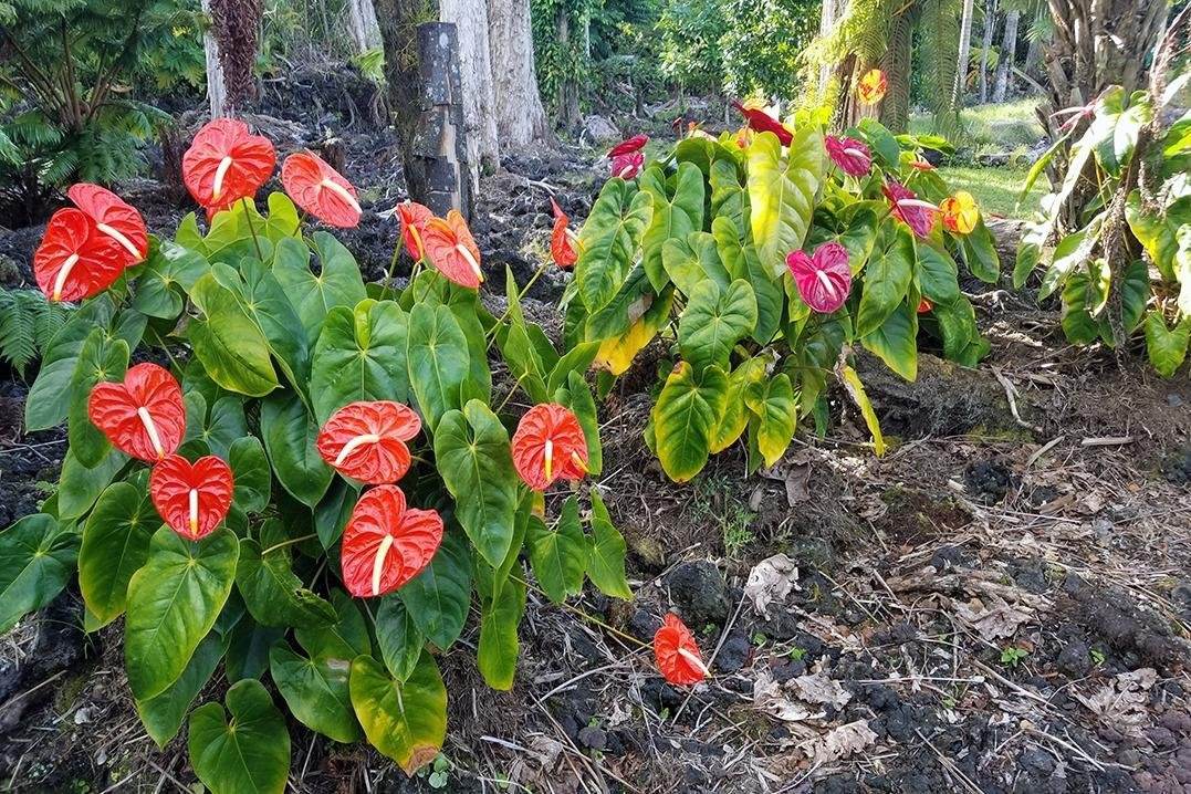 LERZ4 Tours, LLC-帕霍亚必去景点