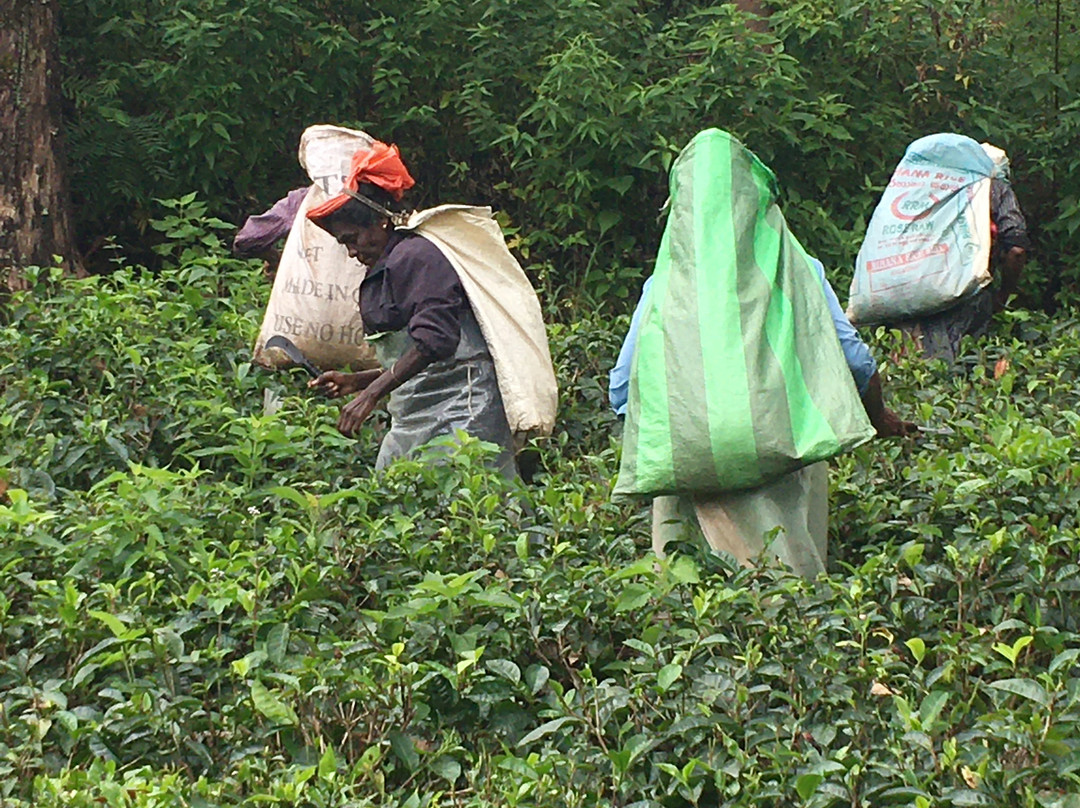 锡兰茶酒店主图