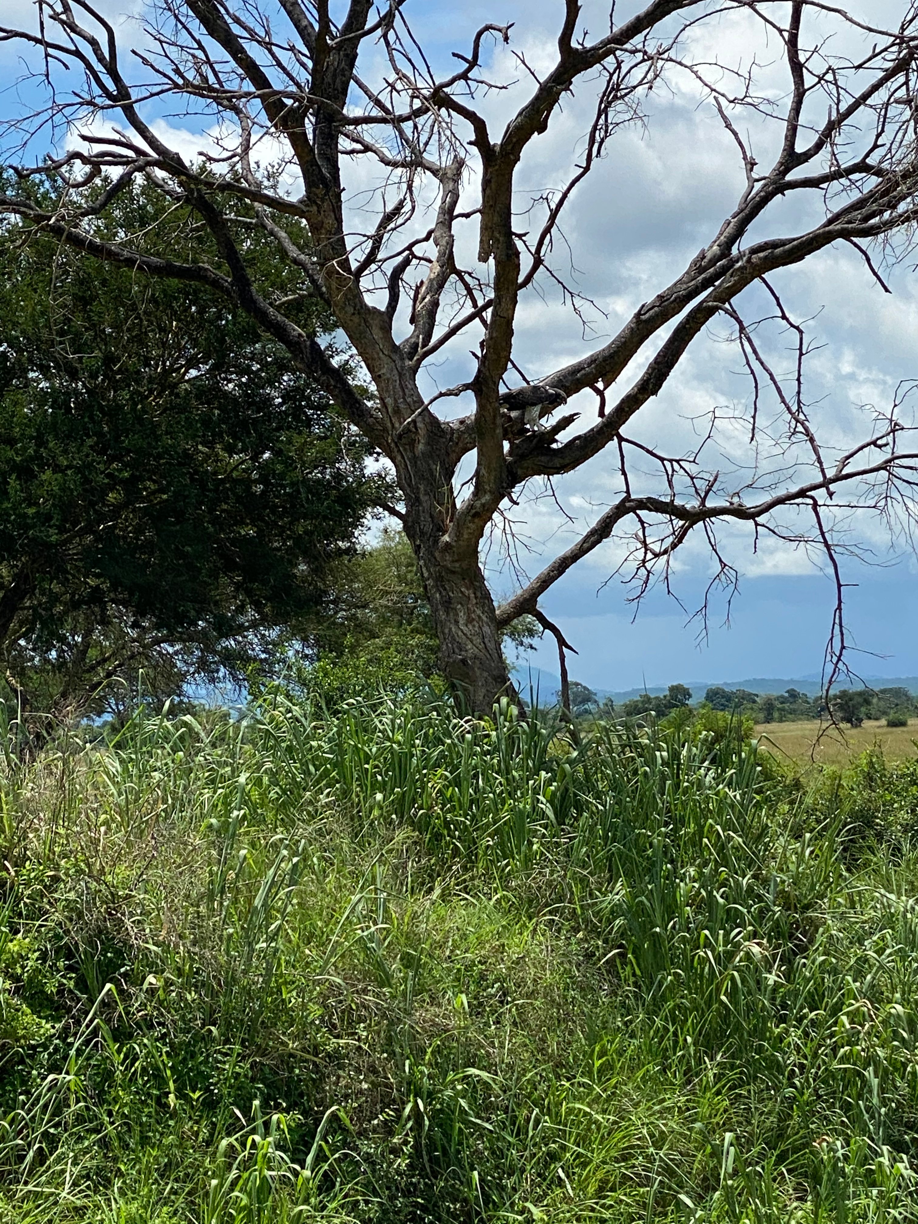 Mikumi Wildlife Camp-portrait