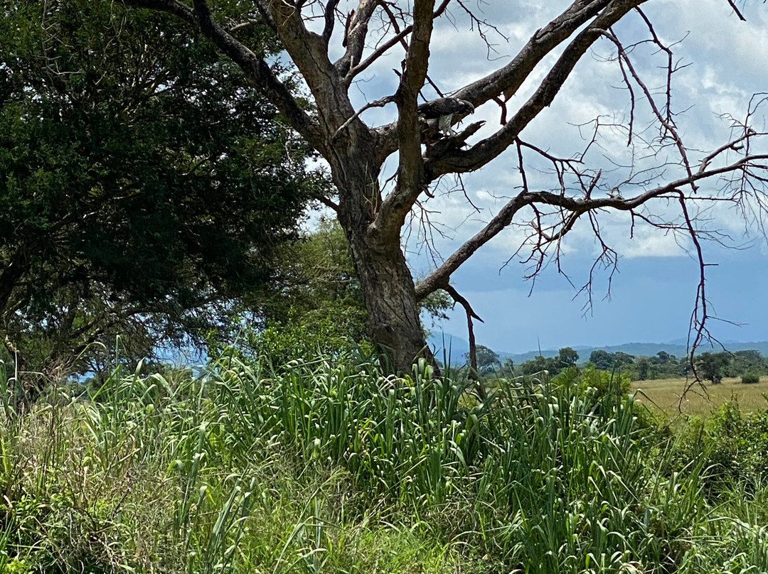 Mikumi Wildlife Camp主图