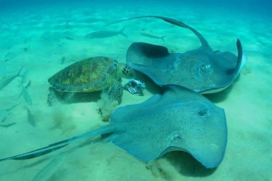 Douglas Noronha-累西腓必去景点