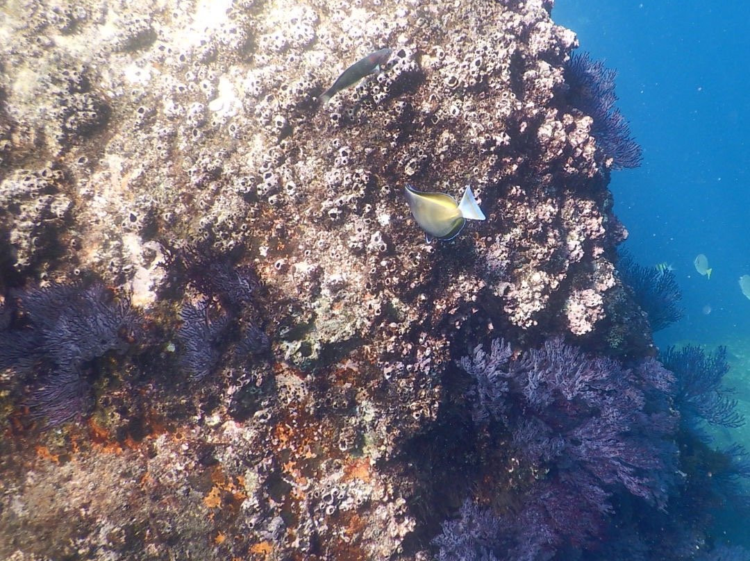 Pelican Rock-卡波圣卢卡斯必去景点