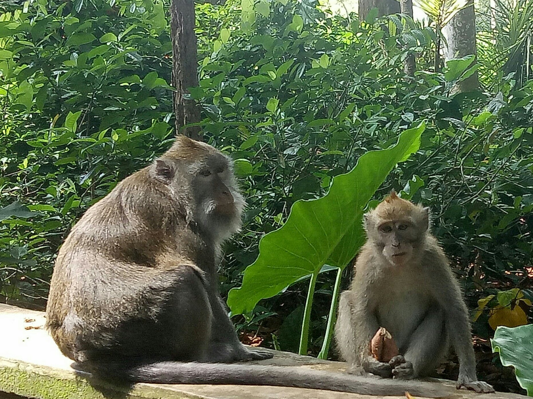 Sangeh Monkey Forest-Sangeh必去景点