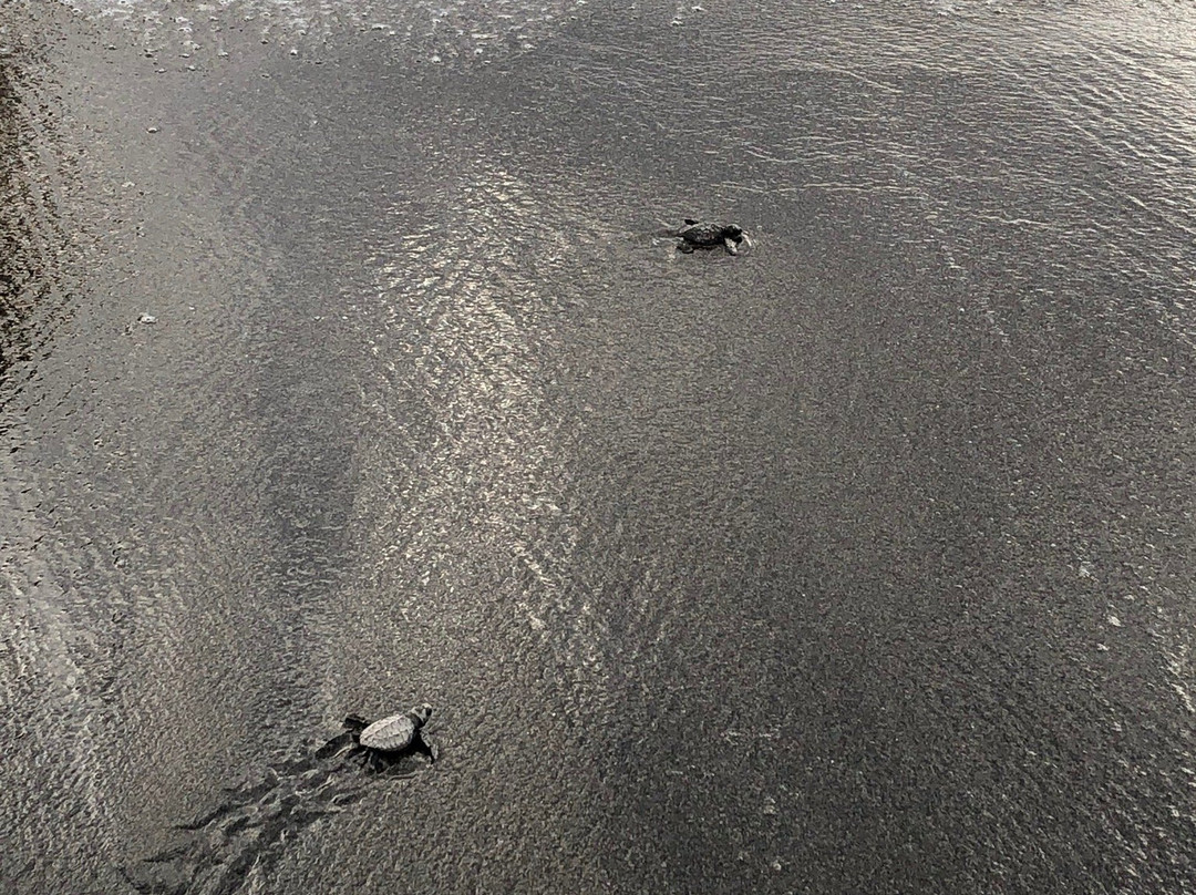 Pawikan Conservation Center-莫龙必去景点