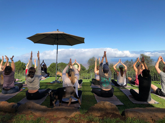 Maui Goat Yoga